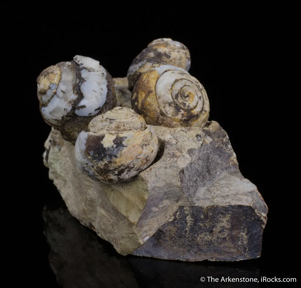 Opal replacing snail fossils ( image
