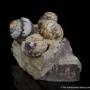 Opal replacing snail fossils ( - image 1