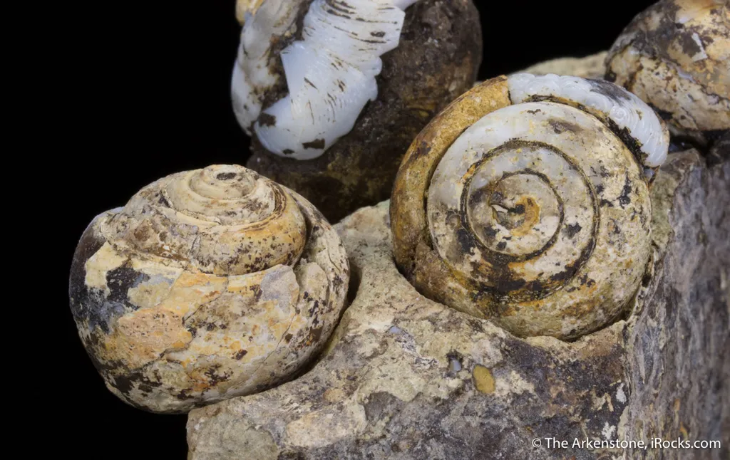 Opal replacing snail fossils ( - image 2