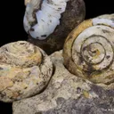Opal replacing snail fossils ( - image 2