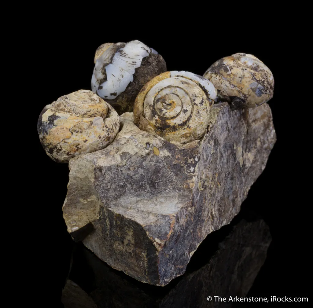 Opal replacing snail fossils ( - image 3