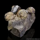 Opal replacing snail fossils ( - image 3