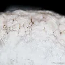 Opal Var. Geyserite - image 2
