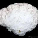 Opal Var. Geyserite - image 1