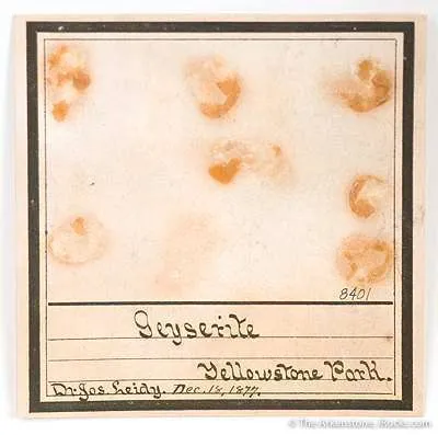Opal Var. Geyserite - image 3