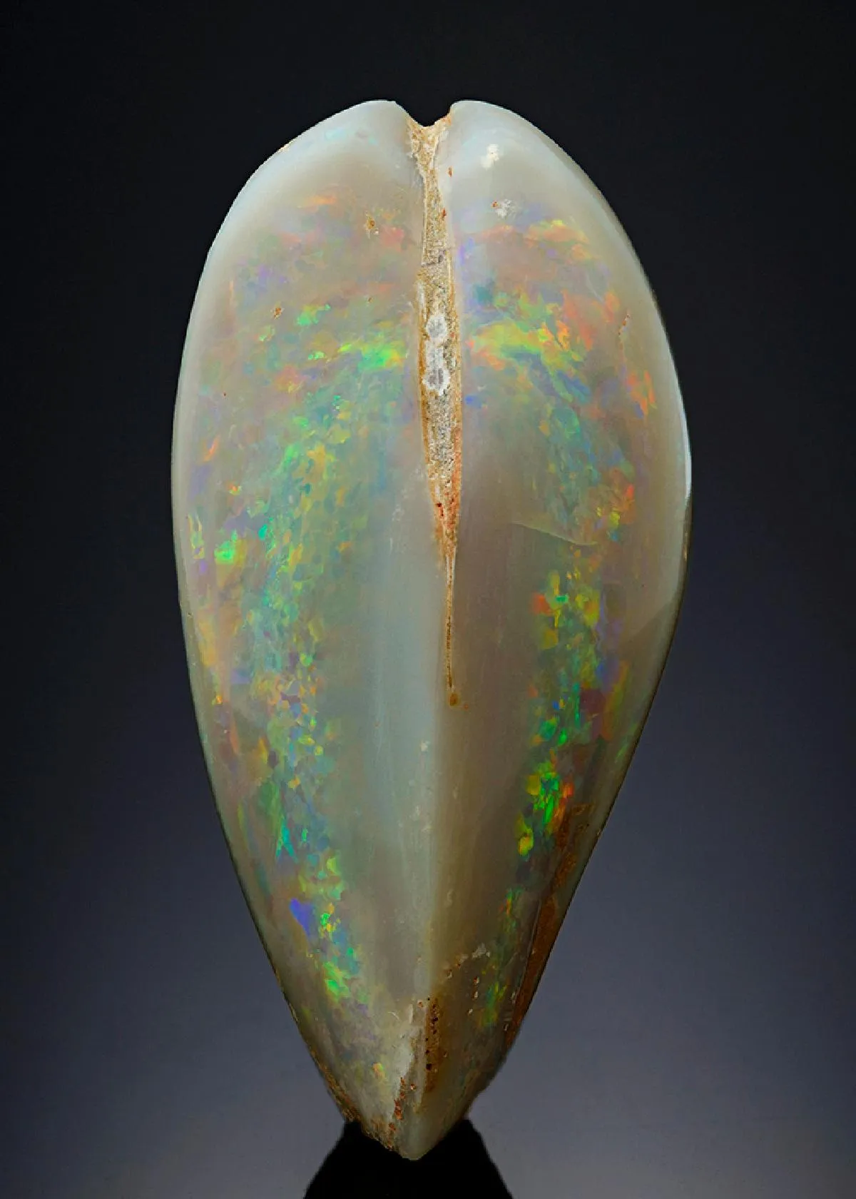Opal Var. OPALISED FOSSIL BIVALVE - image 1