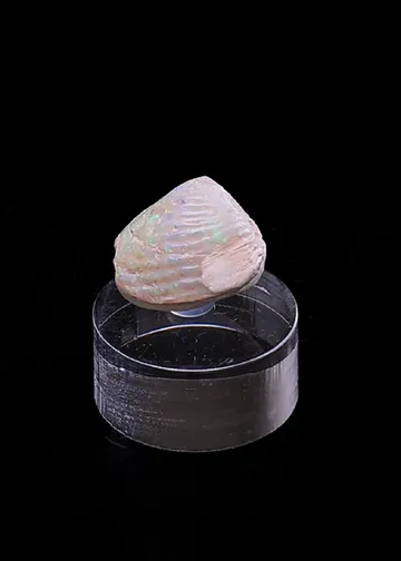 Opalised Bivalve
