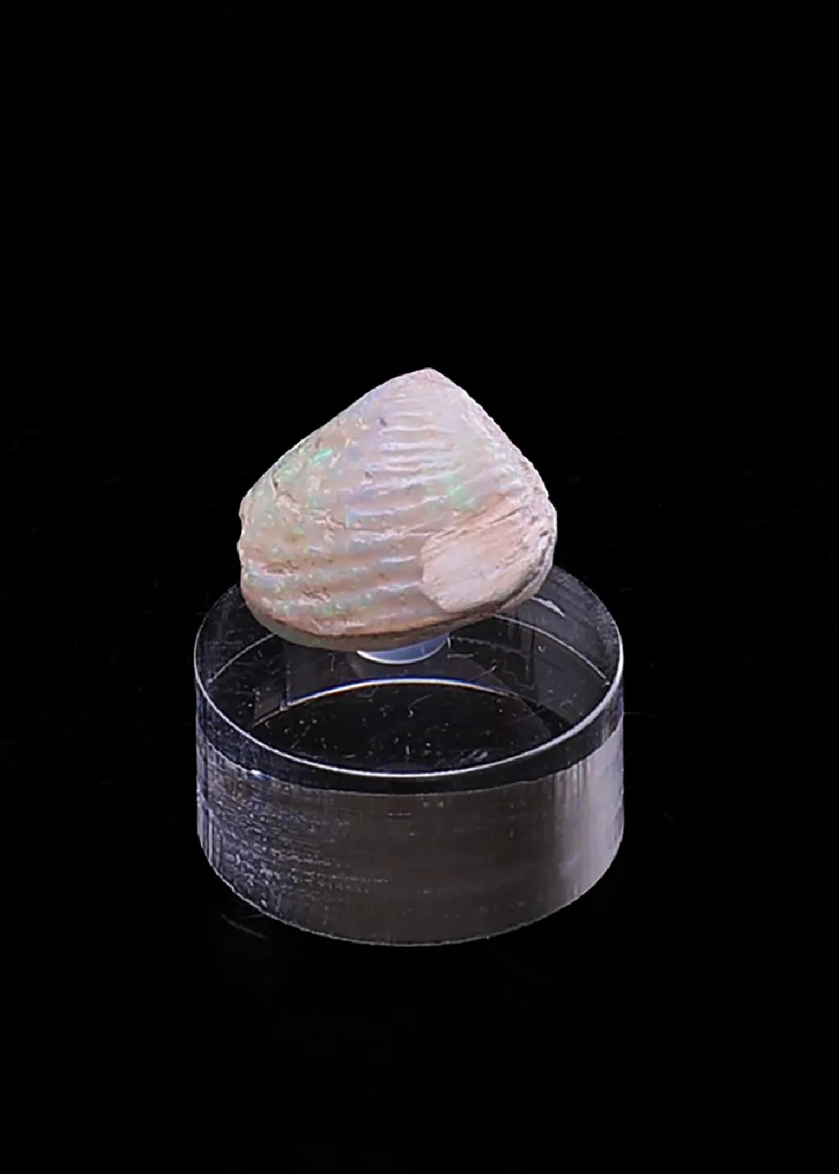 Opalised Bivalve - image 1