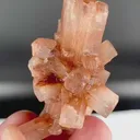 specimen video