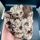 specimen video