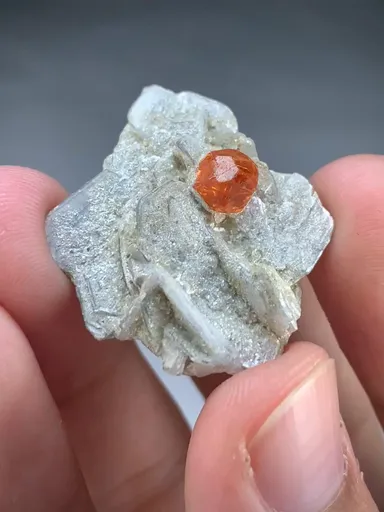 specimen video