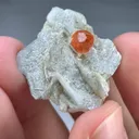 specimen video