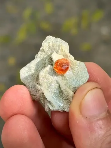 specimen video