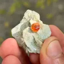 specimen video