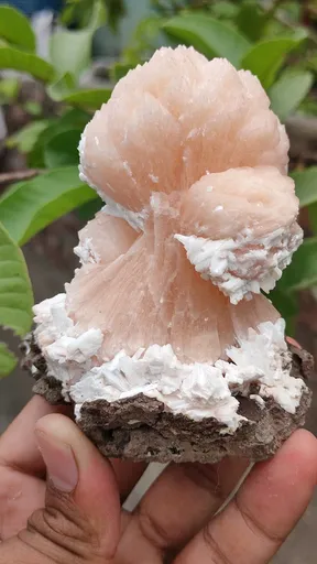 specimen video