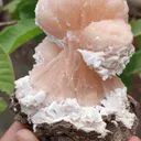 specimen video