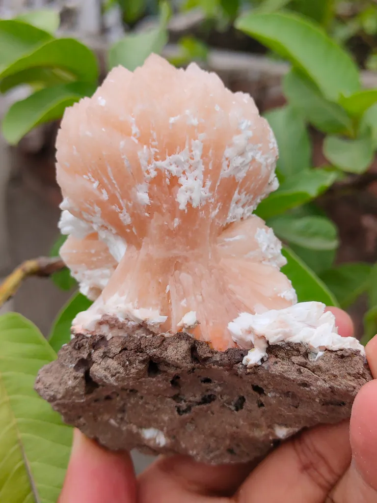 Orange Stilbite bow with Laumontite From India - image 4