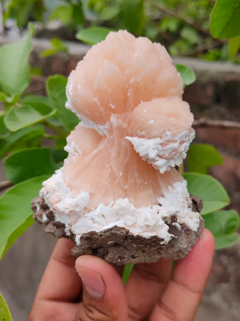 Orange Stilbite bow with Laumontite From India - image 2