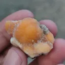 specimen video