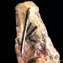 Painite in matrix - image 1