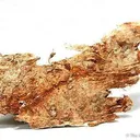 Palygorskite Var. Pilolite - image 1