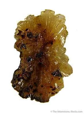 Paradamite - image 2