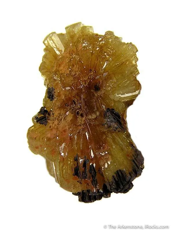 Paradamite image