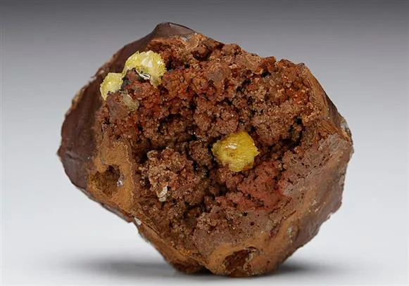 Paradamite image