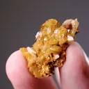 Paradamite - image 2