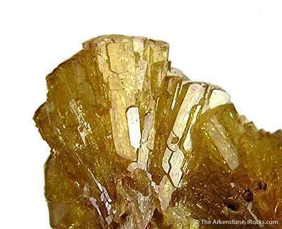 Paradamite - image 2