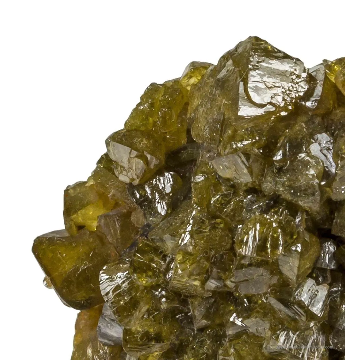 Paradamite - image 4