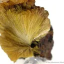 Paradamite on Legrandite - image 3
