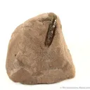 Parisite - image 1