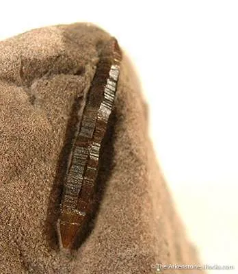 Parisite - image 2