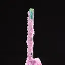 specimen video