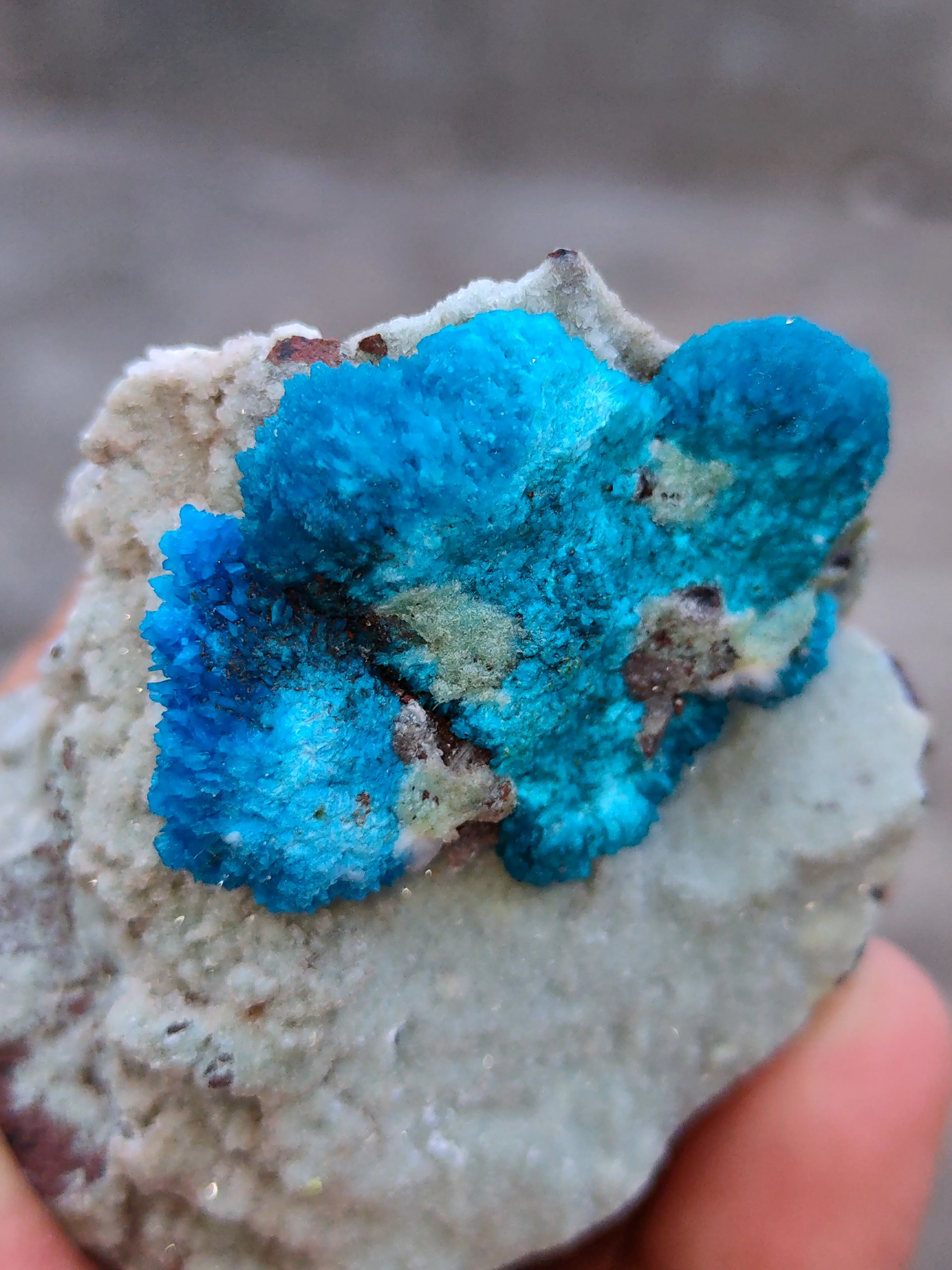 Pentagonite and Cavansite together. on  matrix - image 4