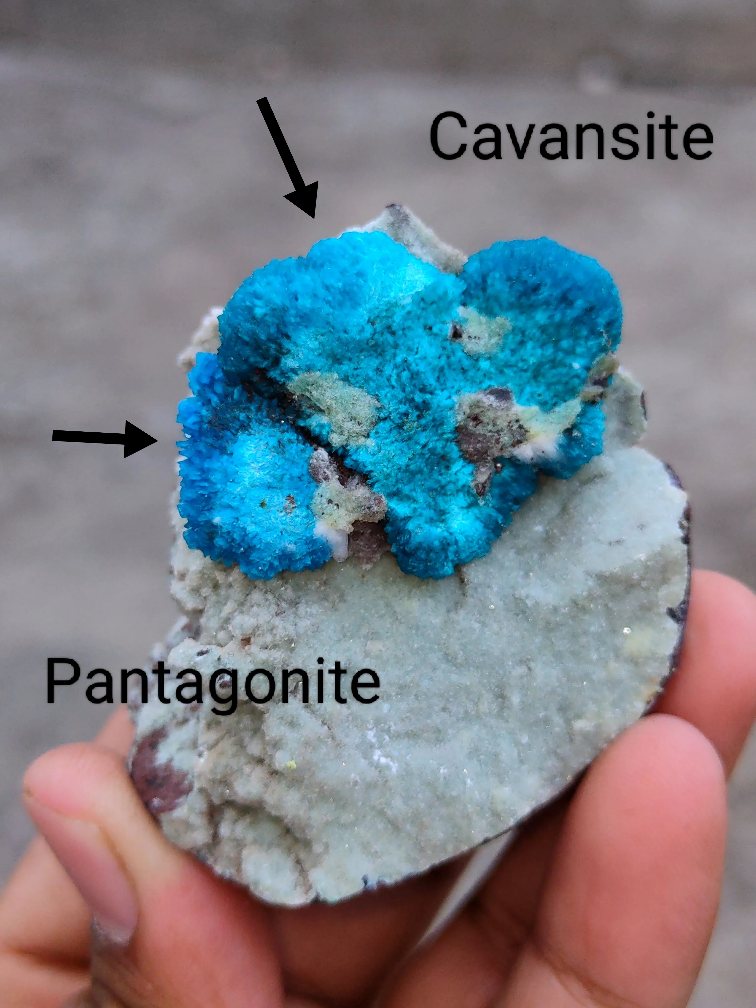 Pentagonite and Cavansite together. on  matrix - image 2