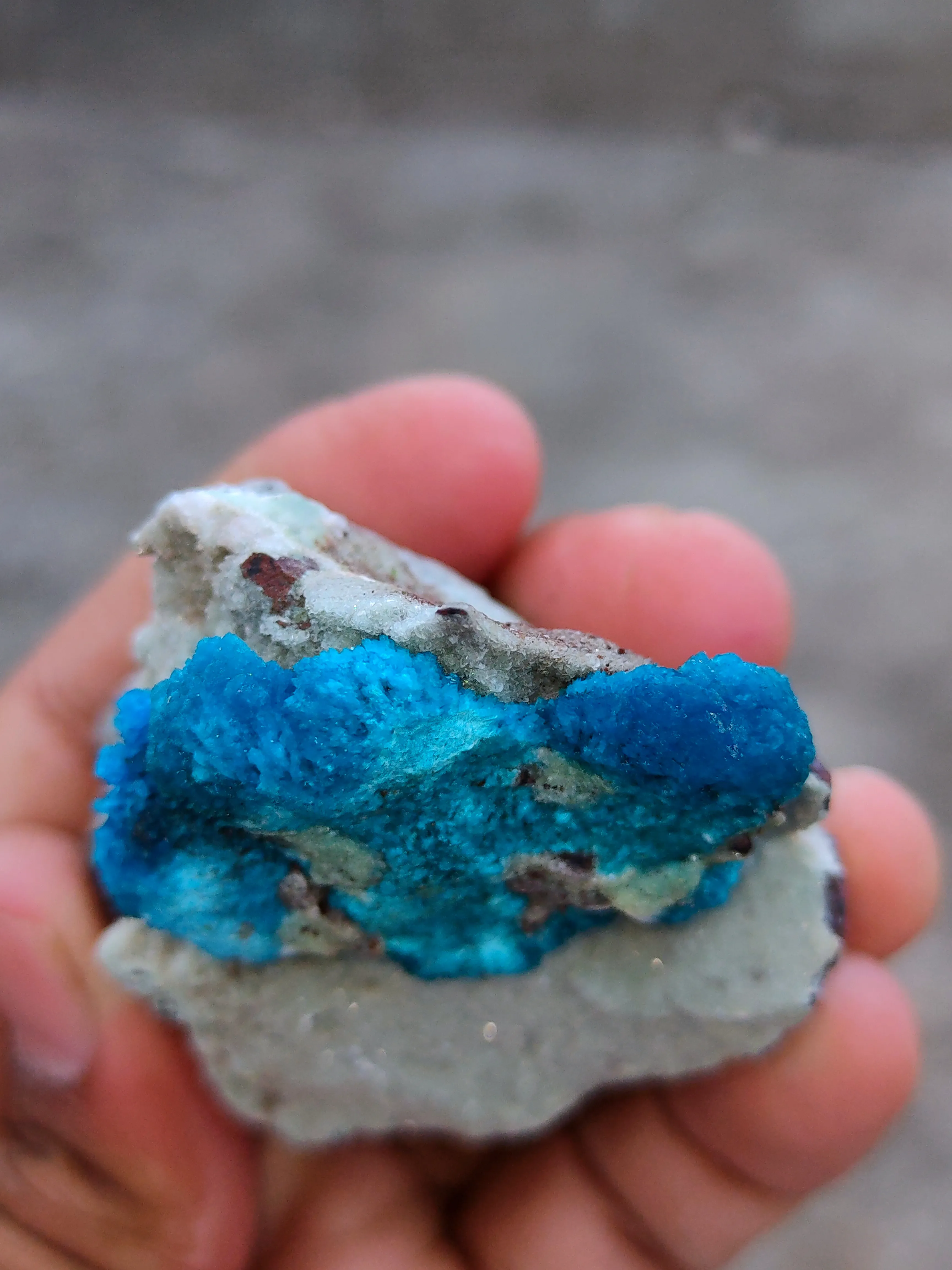 Pentagonite and Cavansite together. on  matrix - image 5