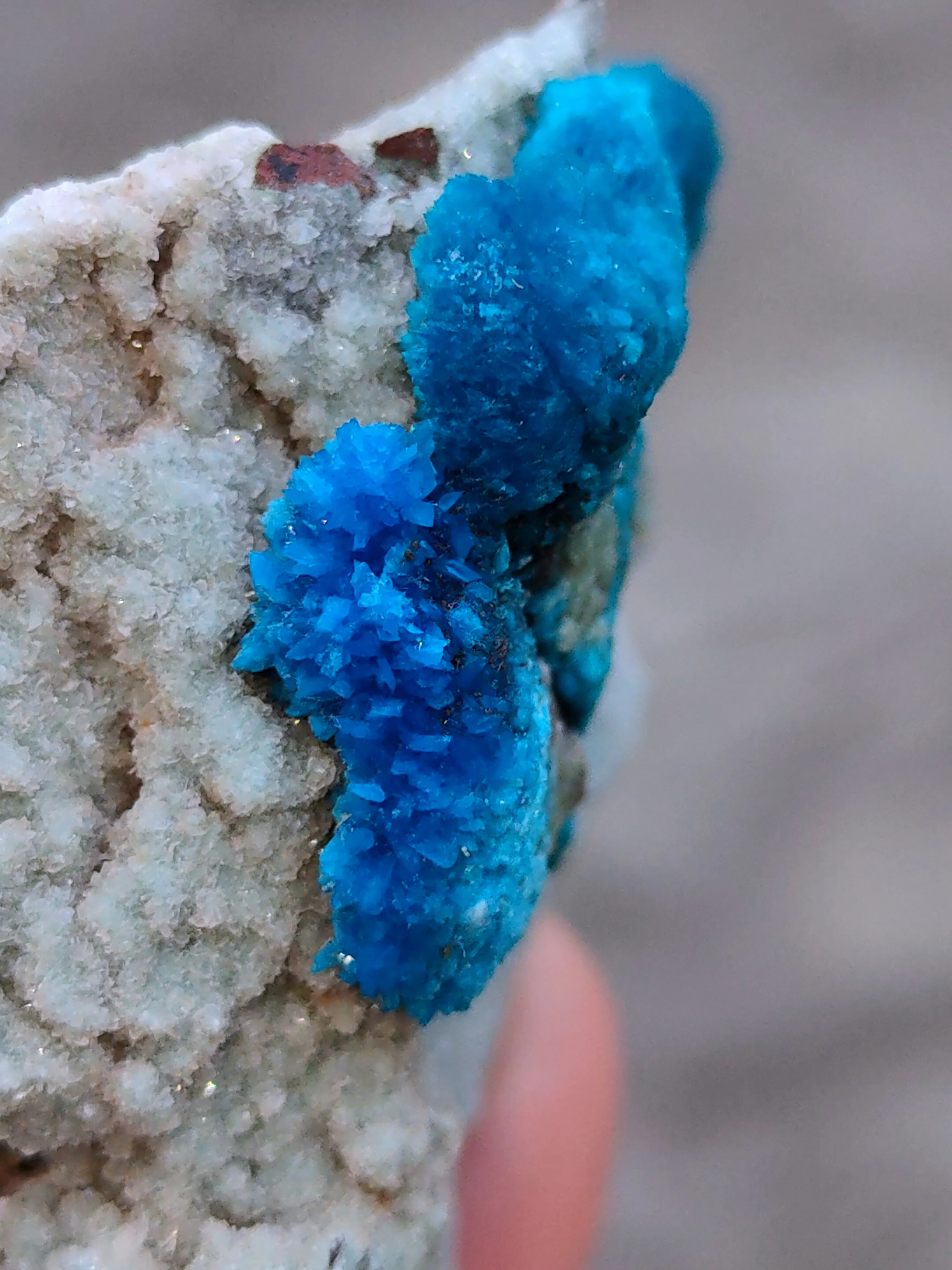 Pentagonite and Cavansite together. on  matrix - image 6