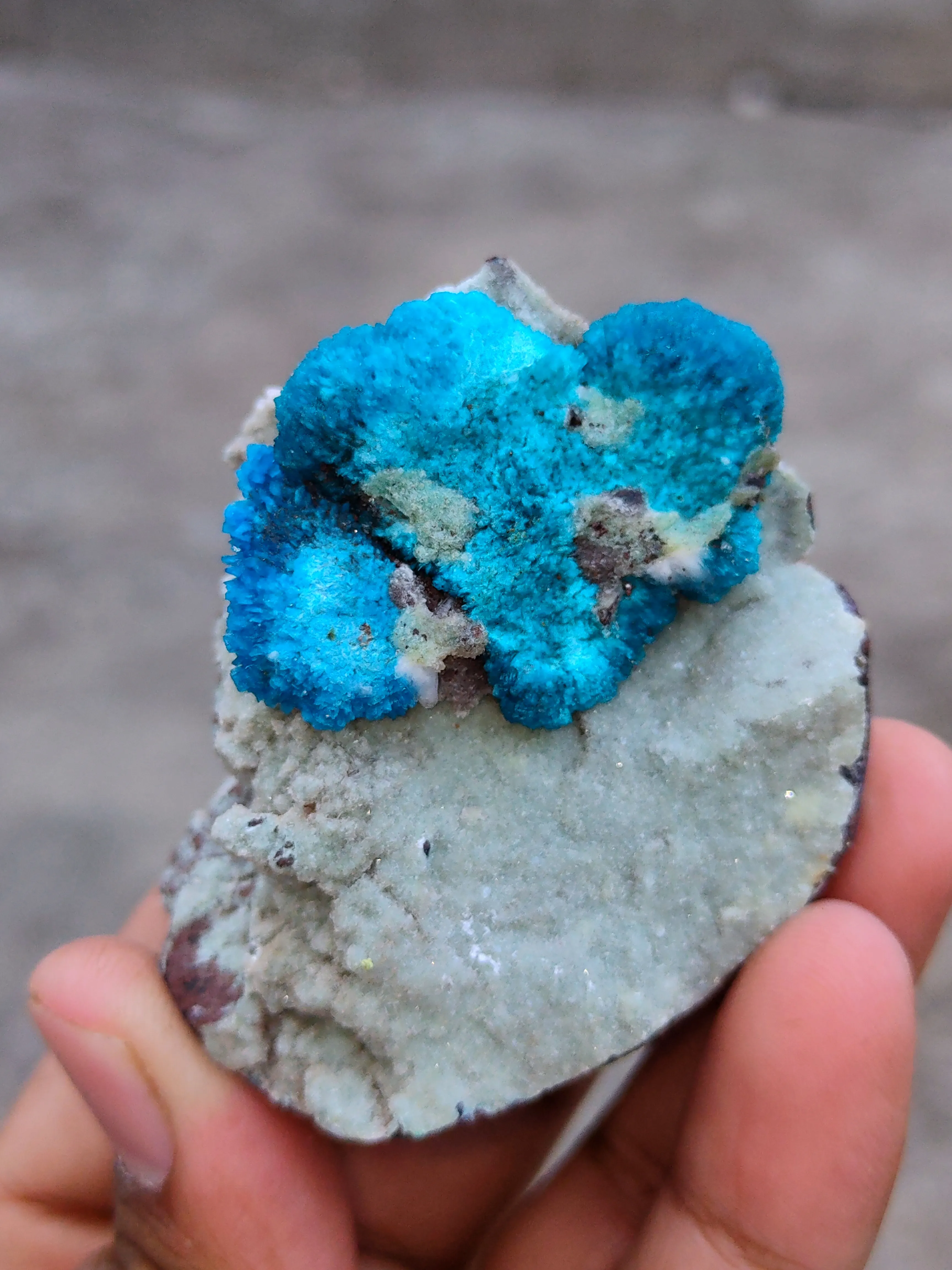Pentagonite and Cavansite together. on  matrix - image 8