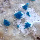 Pentagonite Flower with Calcite on Heulandite Matrix. - image 5