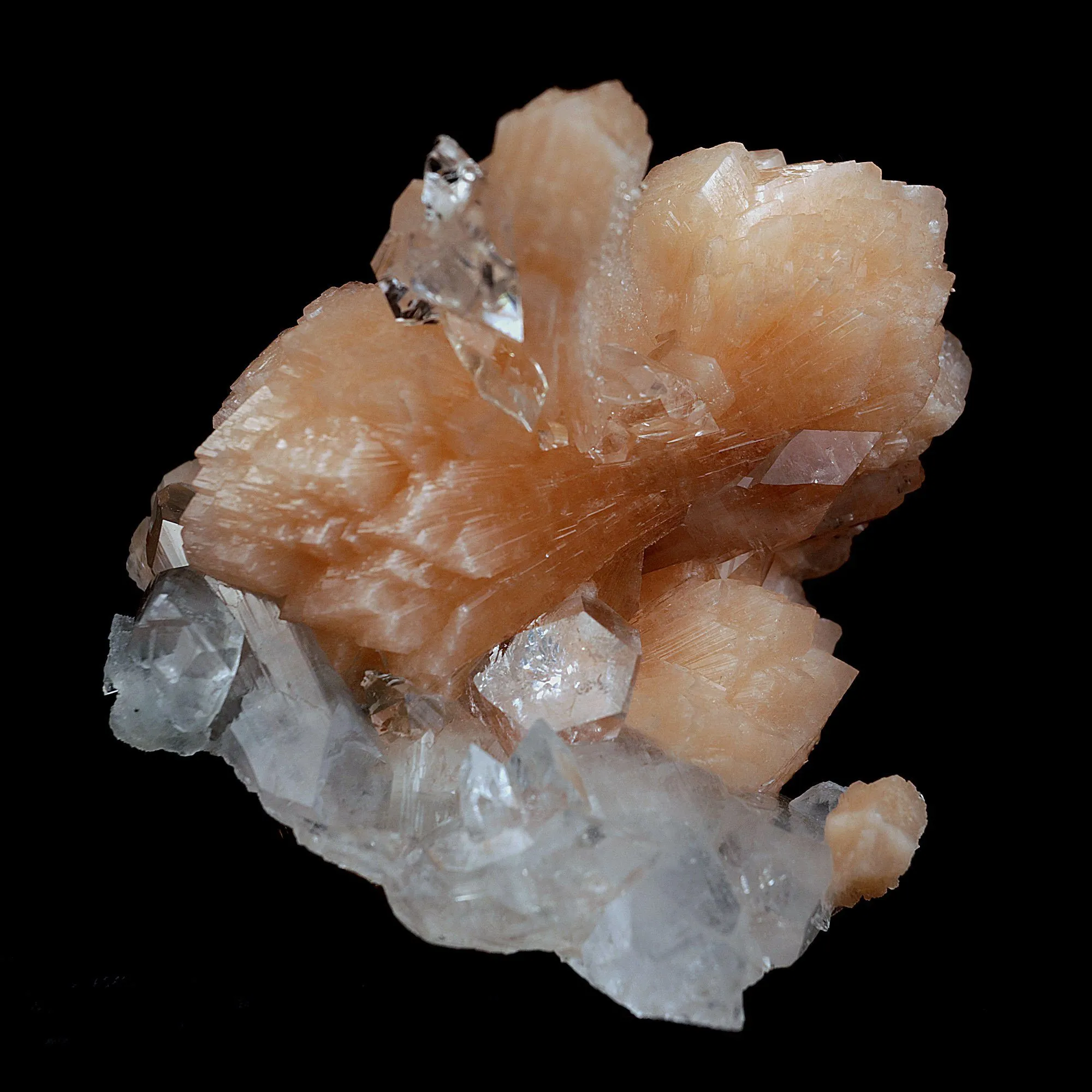 Perfect Bow Stilbite with Apophyllite Natural Mineral Specimen - image 5