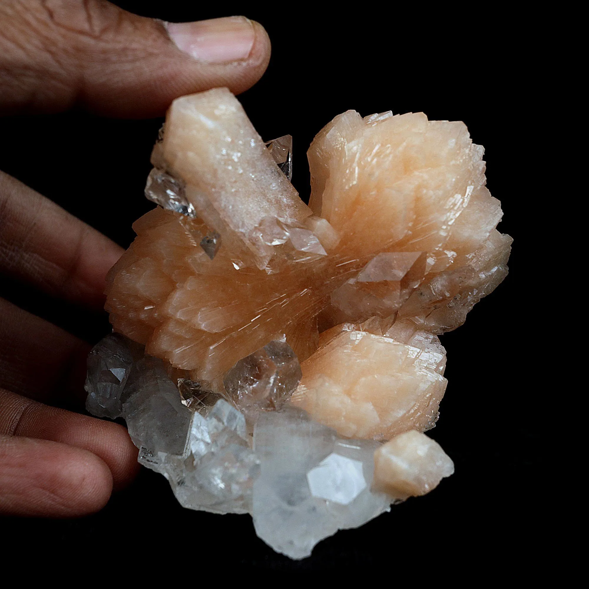 Perfect Bow Stilbite with Apophyllite Natural Mineral Specimen - image 3