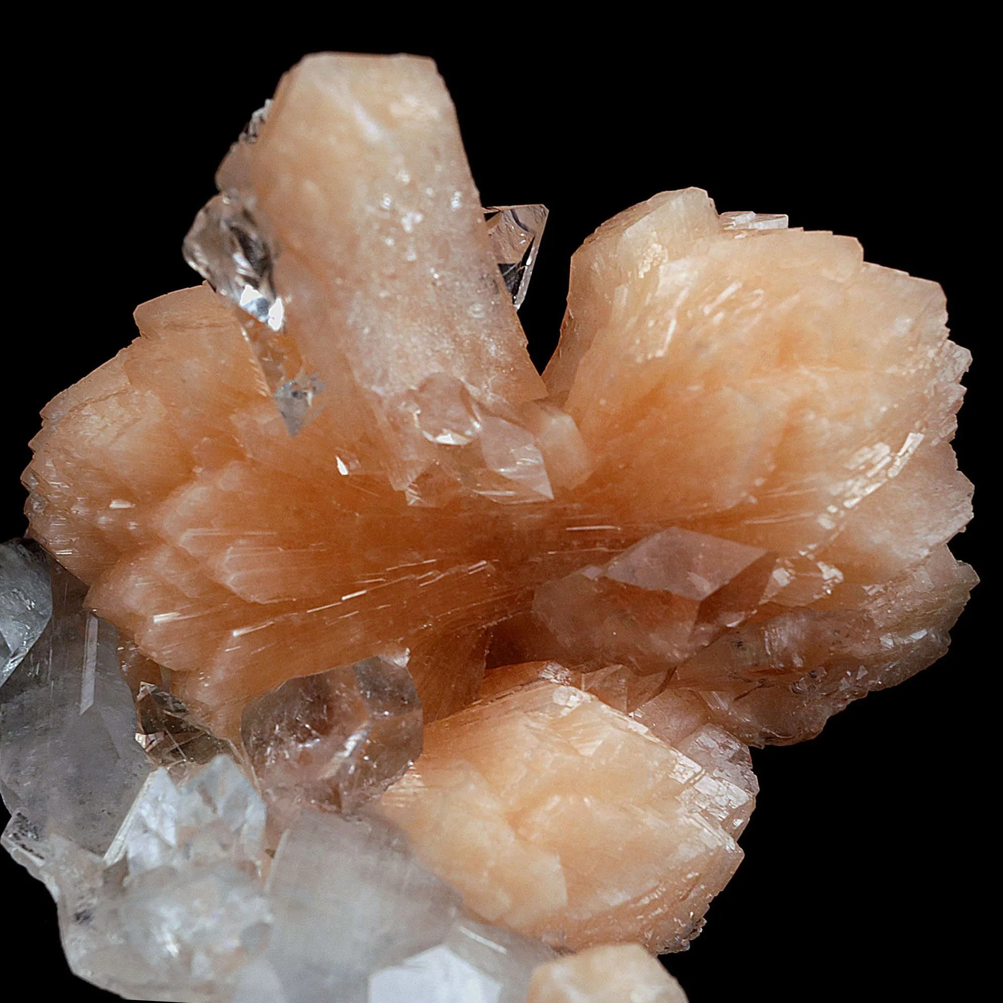 Perfect Bow Stilbite with Apophyllite Natural Mineral Specimen - image 2