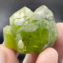 specimen video
