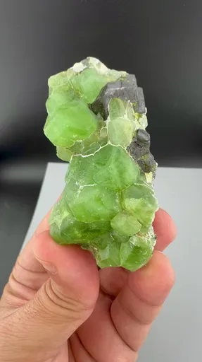 specimen video