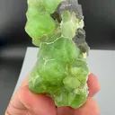 specimen video