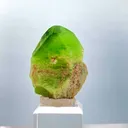 specimen video