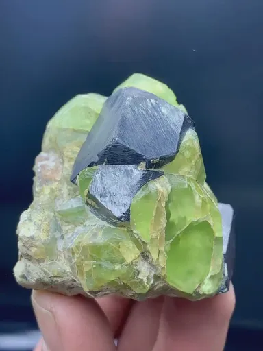 specimen video