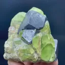 specimen video